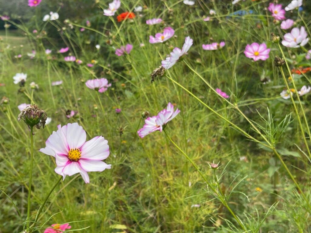 Photo of a field of ink wildflowers.