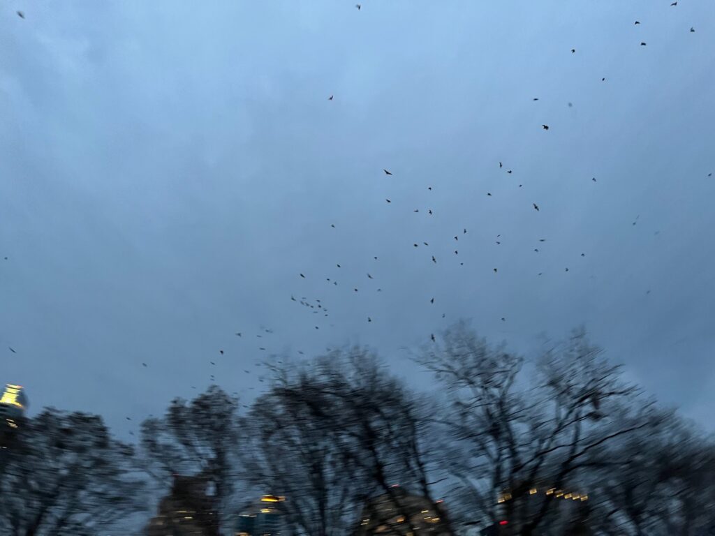 Photo of bats in Austin, Texas, departing from under the bridge.