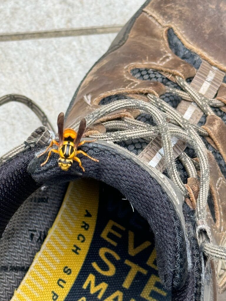 Photo of Southern yellowjacket sitting on the edge of a brown walking shoe.