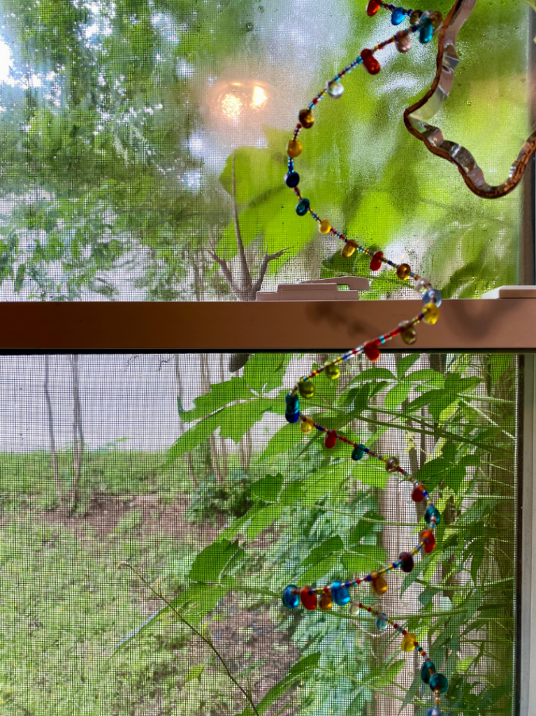 Spring photo outside a kitchen window showing growing Virginia Creeper, with a lizard nestled among the leaves.