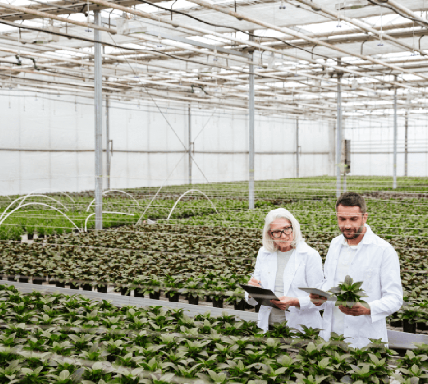 Seed Breeder Industry